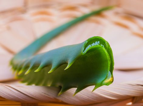 fresh aloe vera leaf with a capacity for medication