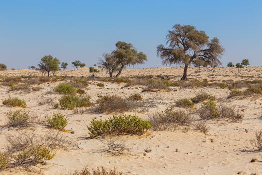 The Arabian desert on a hot sunny day