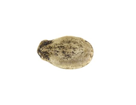 Macro of a watermelon seed isolated on white background