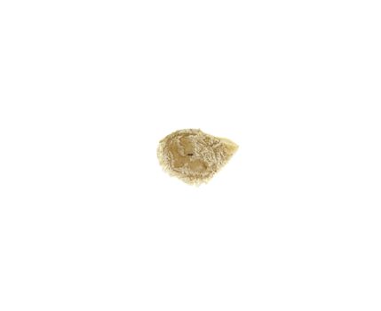 Macro of a tomato seed isolated on white background