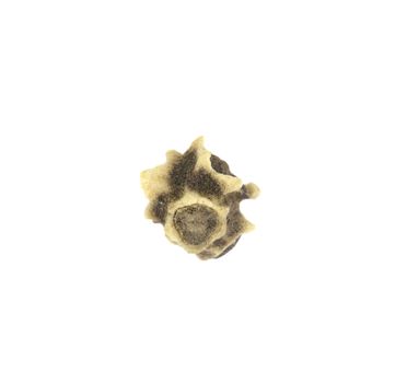 Macro of a carrot seed isolated on white background