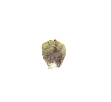 Macro of a spinach seed isolated on white background