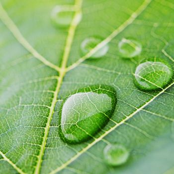 Water drops on green fresh leaf macro