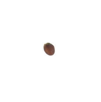 Macro of a kale seed isolated on white background