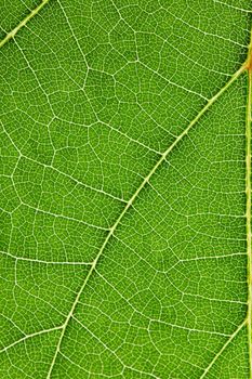 Fresh dreen leaf texture macro close-up