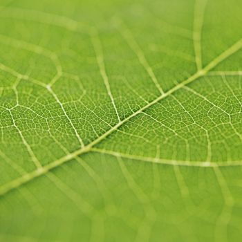 Fresh dreen leaf texture macro close-up