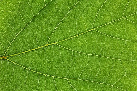 Fresh dreen leaf texture macro close-up