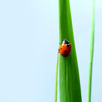 ladybug on grass isolated on white