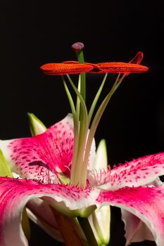 Upright Stargazer Lily Macro Vertical  Image