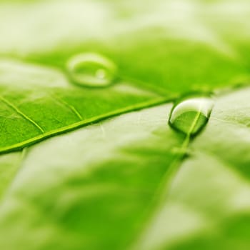 Water drop on green leaf macro