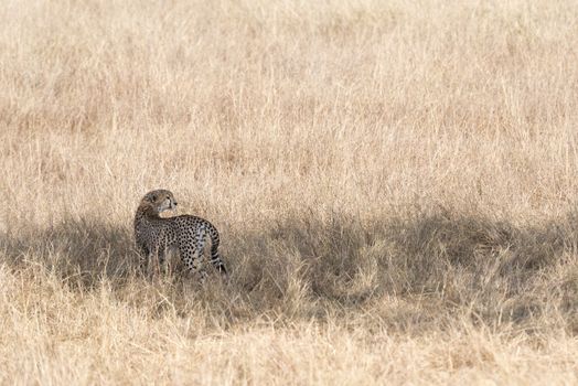 Adult cheetah stand in shadow of tree , Masai Mara National Reserve, Kenya, East Africa