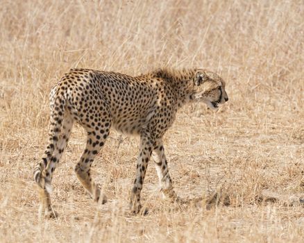 Adult cheetah walking in savanna grass, Masai Mara National Reserve, Kenya, East Africa