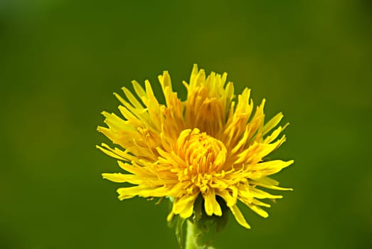 Dandelion on the green sky background