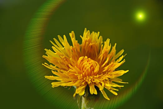 Dandelion on the green sky background