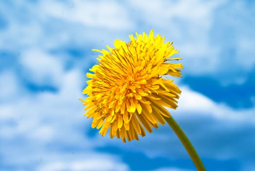 Dandelion on the blue white sky background