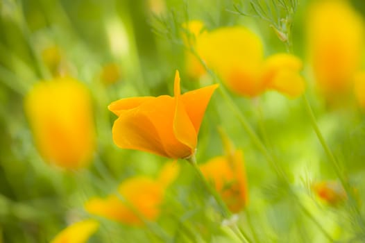 Yellow poppy flowers in full bloom in a green grass under the sun