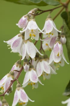 Pink and white bell flowers with yellow pollen