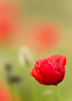 Red poppy flowers in full bloom in a green grass under the sun