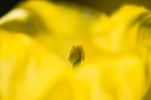 Yellow and green flower stamen with pollen