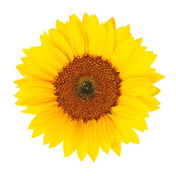 Sunflower (Helianthus annuus) blossom isolated on white background