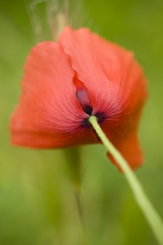 Red poppy flower from underneath