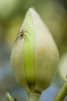 Spider on Magnolia grandiflora, southern magnolia or bull bay flower bud