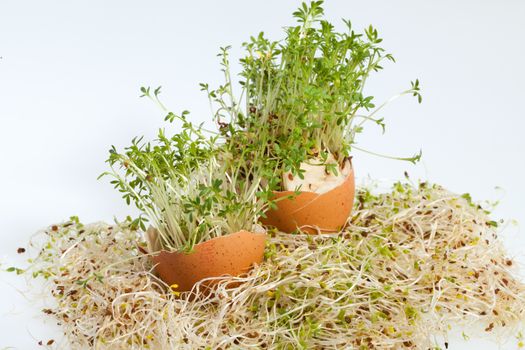 Fresh Alfalfa Sprouts and Spring Easter Egg