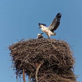 Baby birds of a white stork nest one without parents