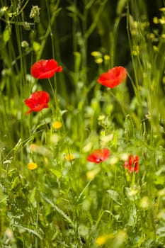 Red poppy flowers in full bloom in a green grass under the sun