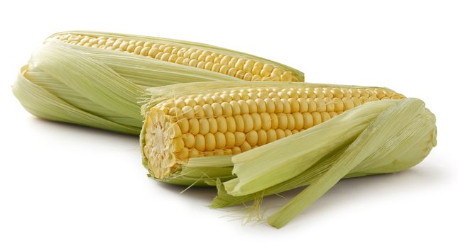 Two fresh isolated corncobs on the white