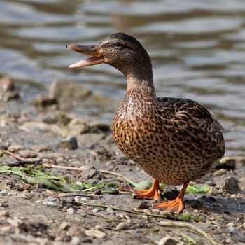 The wild duck goes on the river bank at water in the summer