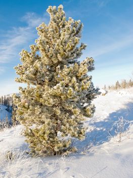 Solitaire pine tree covered in beautiful sparkling white hoar frost or snow built up and deposited during sub zero temperatures in snowy winter landscape under blue sunny sky