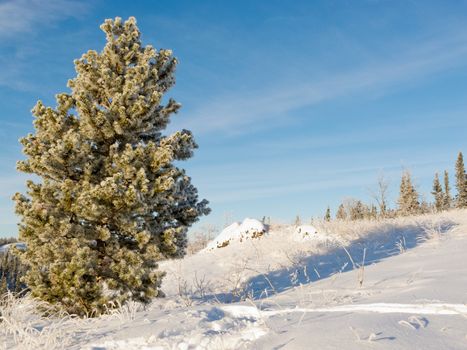 Solitaire pine tree covered in beautiful sparkling white hoar frost or snow built up and deposited during sub zero temperatures in snowy winter landscape under blue sunny sky