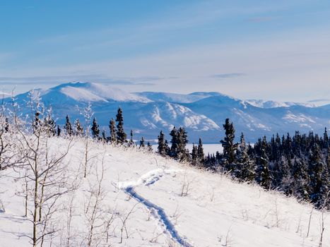 Snow-shoe trail in boreal forest taiga winter wilderness landscape of Yukon Territory, Canada, north of Whitehorse