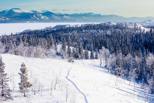 Snow-shoe trail in boreal forest taiga winter wilderness landscape of Yukon Territory, Canada, north of Whitehorse