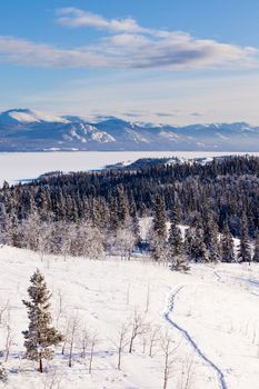 Snow-shoe trail in boreal forest taiga winter wilderness landscape of Yukon Territory, Canada, north of Whitehorse