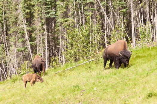 Small herd of wood buffalo or wood bison, Bison bison athabascae, grazing on pasture alongside woodland