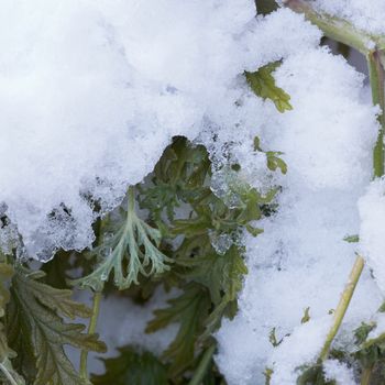 Freshly fallen fall autumn snow on still green but wilted plant leaves starts to thaw quickly