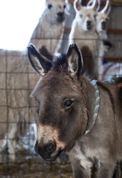 Donkey and other animals on a typical American farm 