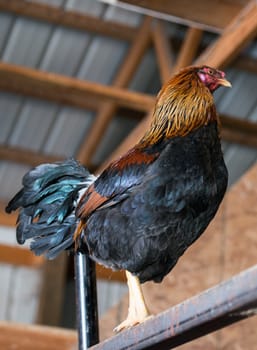 Rooster on a typical American farm