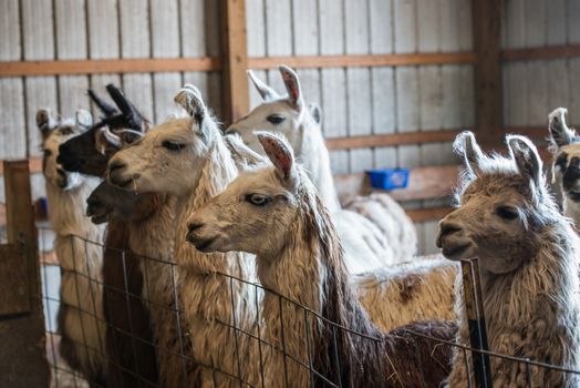 Llamas and farm animals on a typlical American farm