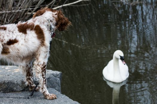 Dog on land watching white goose swimming in a small pond