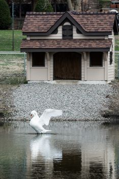 White goose swimming in a small pond in front of a small house