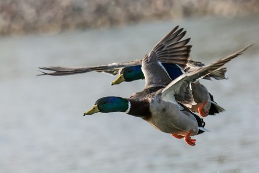 A pair of ducks flying over a lake