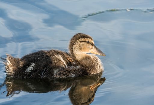 Duckling swimming in a small lake