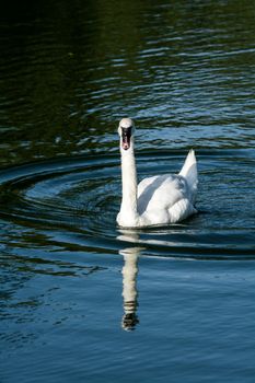 White goose swimming in a small pond