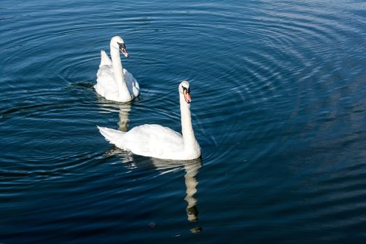 A pair of white geese swimming in a small pond