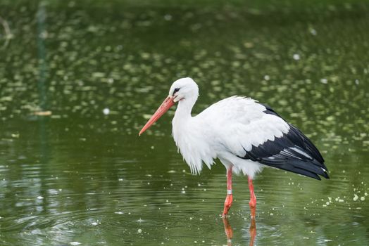 Big mouth bird standing in water in a zoo