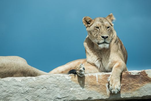 Lions laying on rock and resting