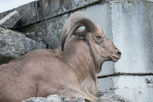 Mountain goat resting on a stone hill